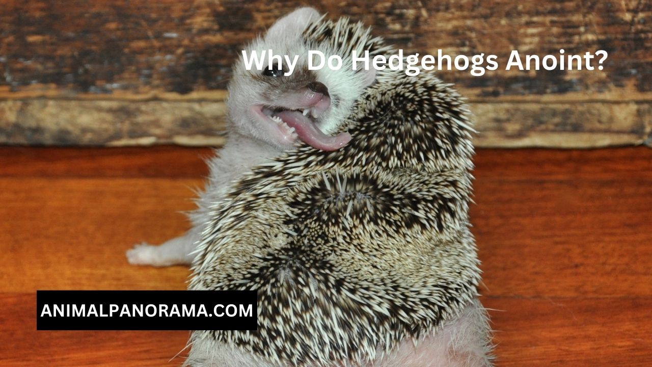 Why Do Hedgehogs Anoint