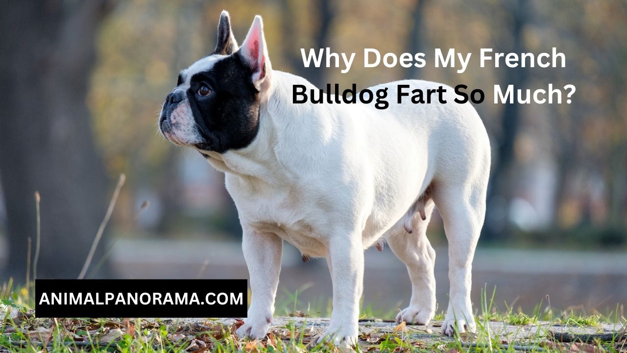 Why Does My French Bulldog Fart So Much