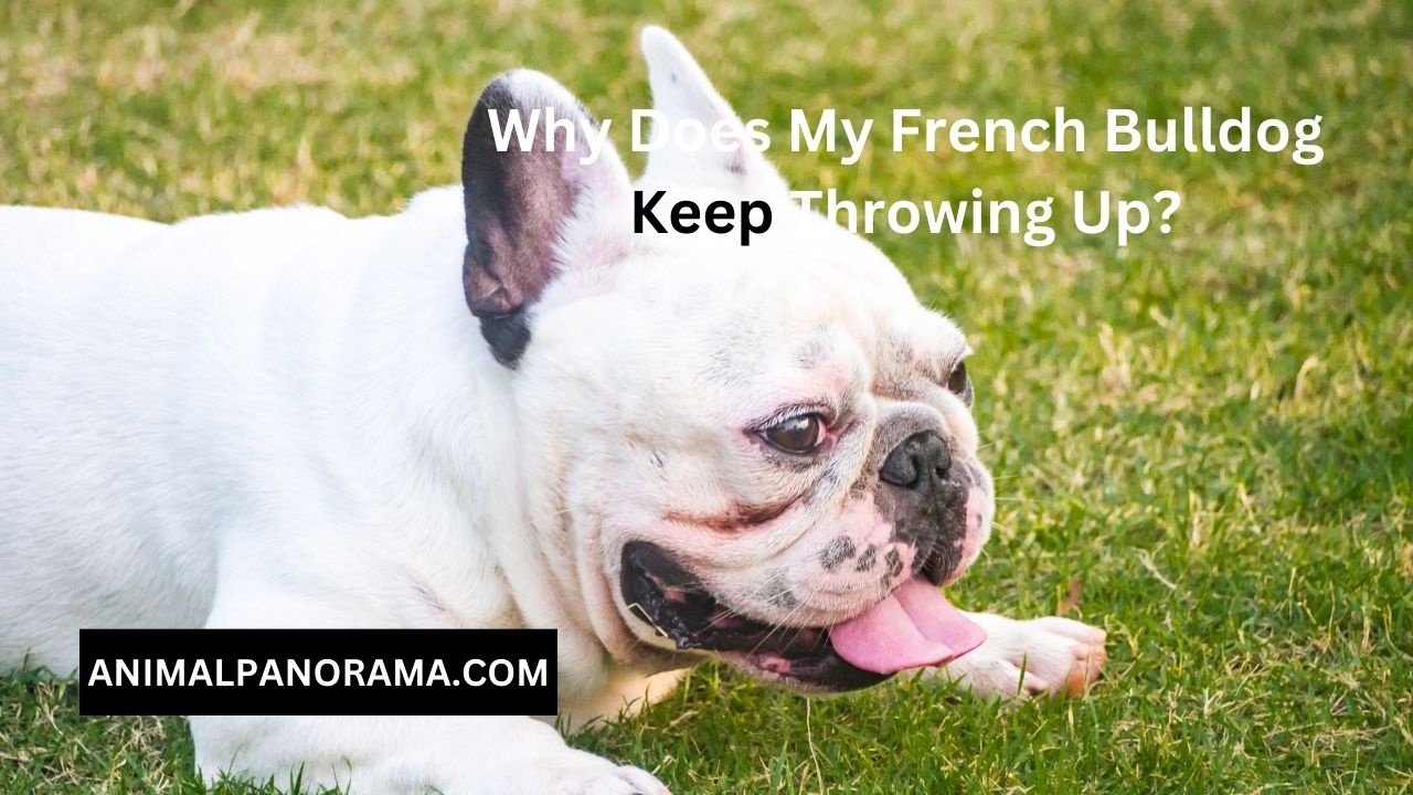 Why Does My French Bulldog Keep Throwing Up