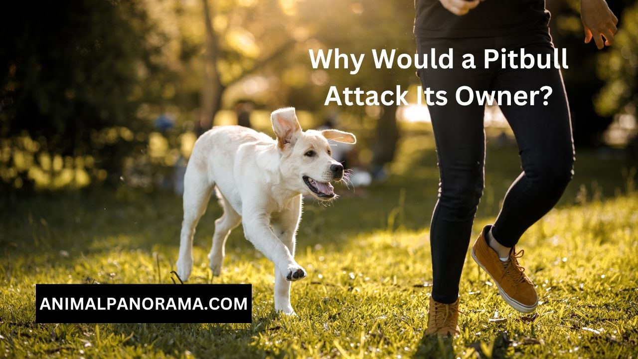 Why Would a Pitbull Attack Its Owner