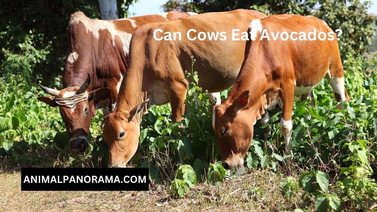 Can Cows Eat Avocados