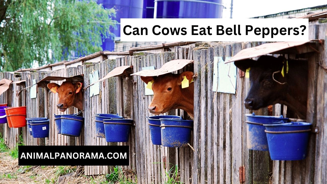 Can Cows Eat Bell Peppers