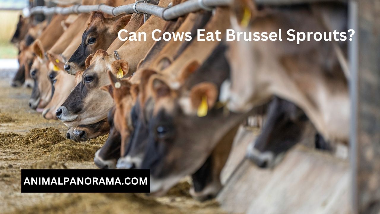 Can Cows Eat Brussel Sprouts