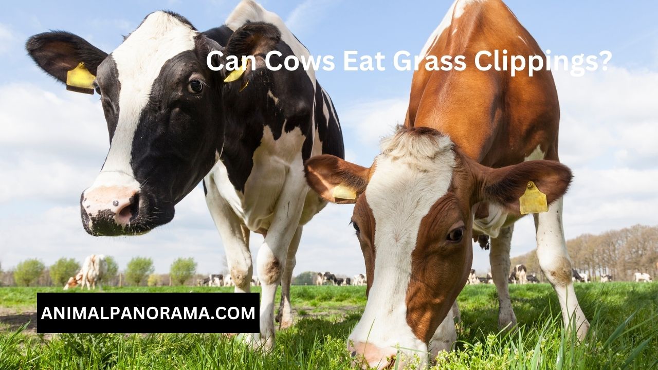 Can Cows Eat Grass Clippings