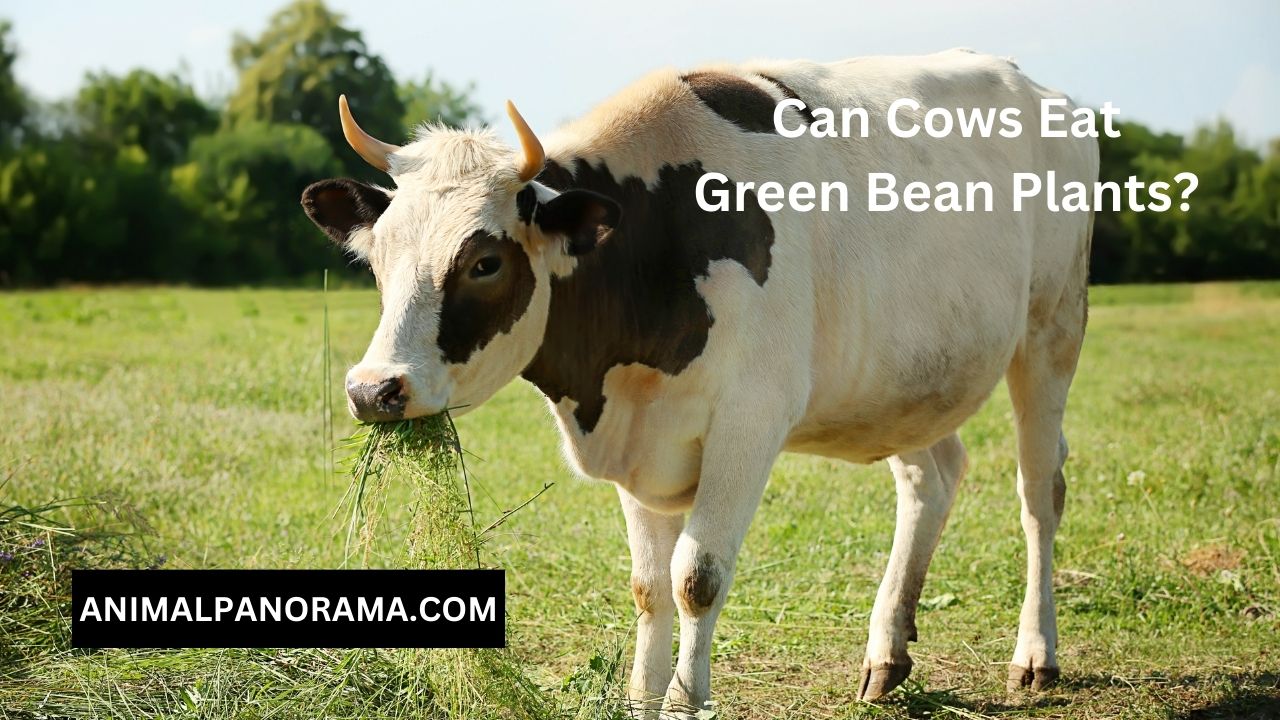 Can Cows Eat Green Bean Plants