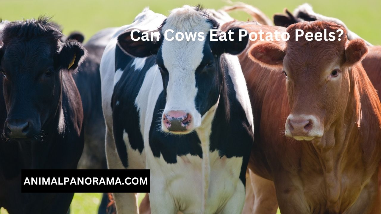 Can Cows Eat Potato Peels