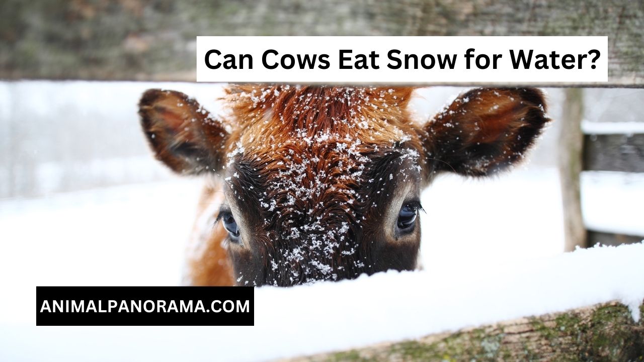 Can Cows Eat Snow for Water