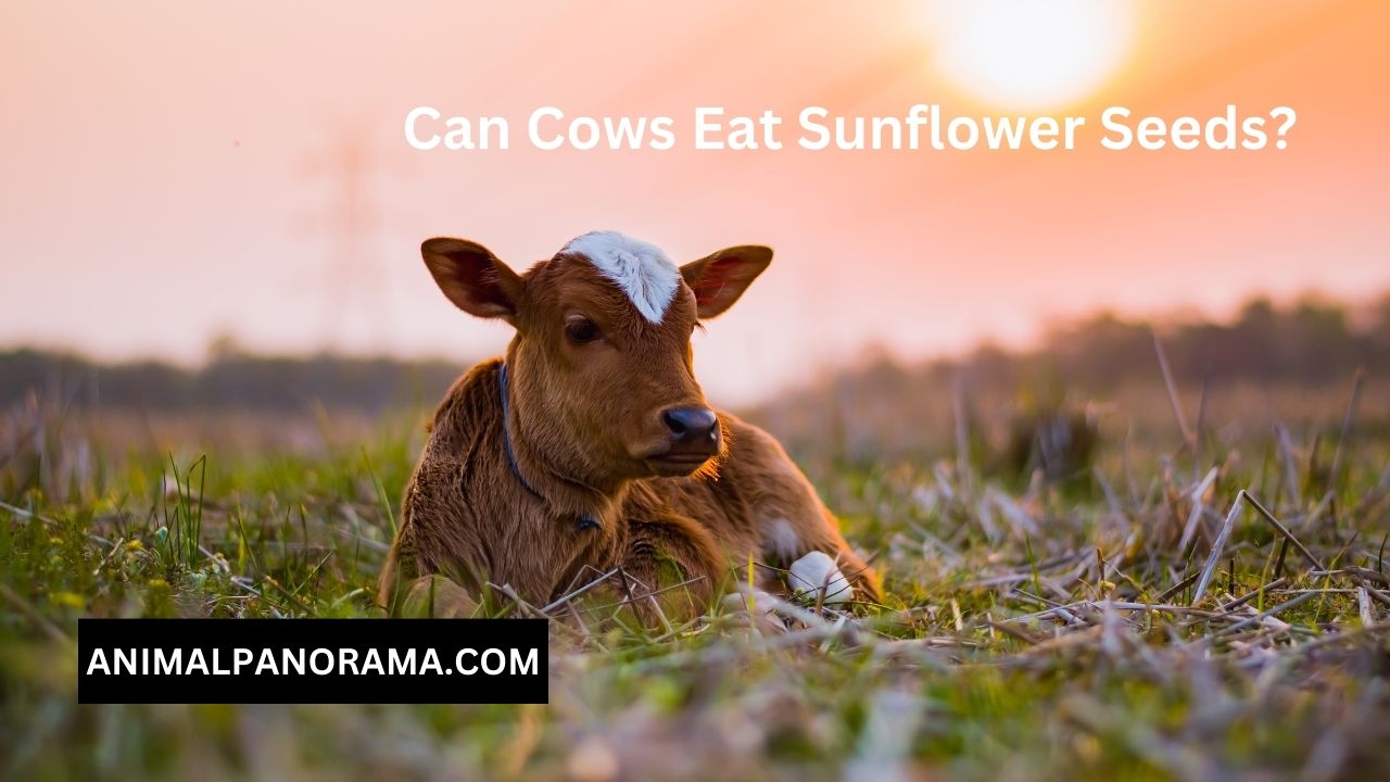 Can Cows Eat Sunflower Seeds