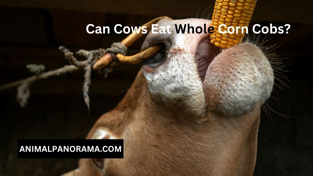 Can Cows Eat Whole Corn Cobs