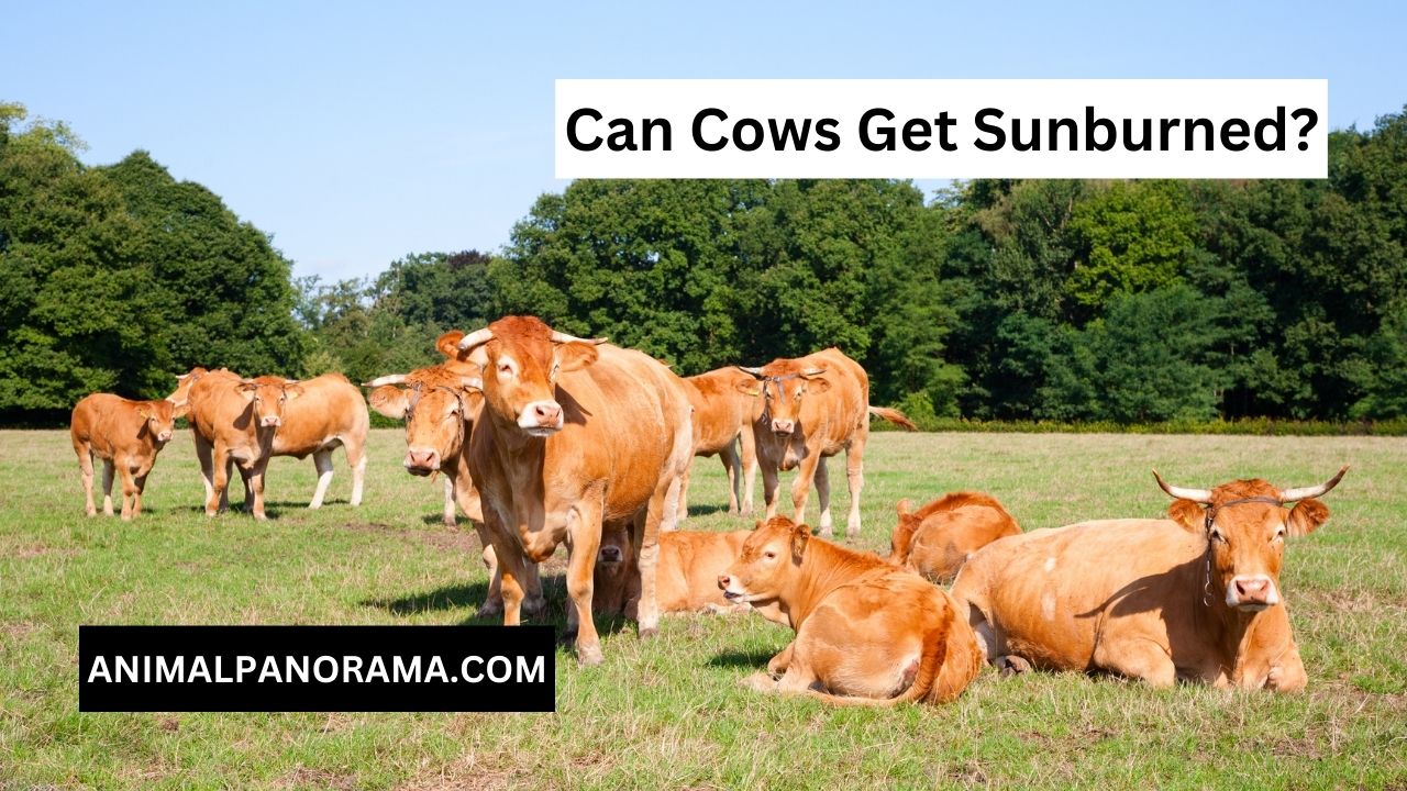 Can Cows Get Sunburned