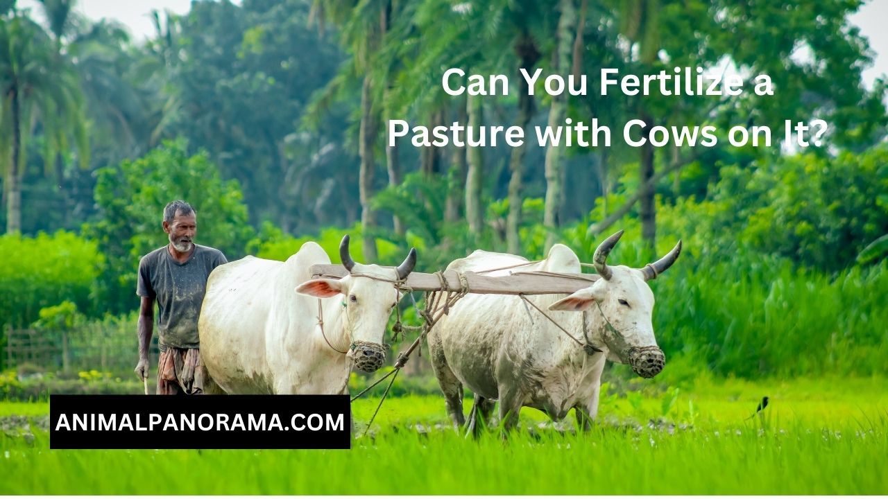 Can You Fertilize a Pasture with Cows on It