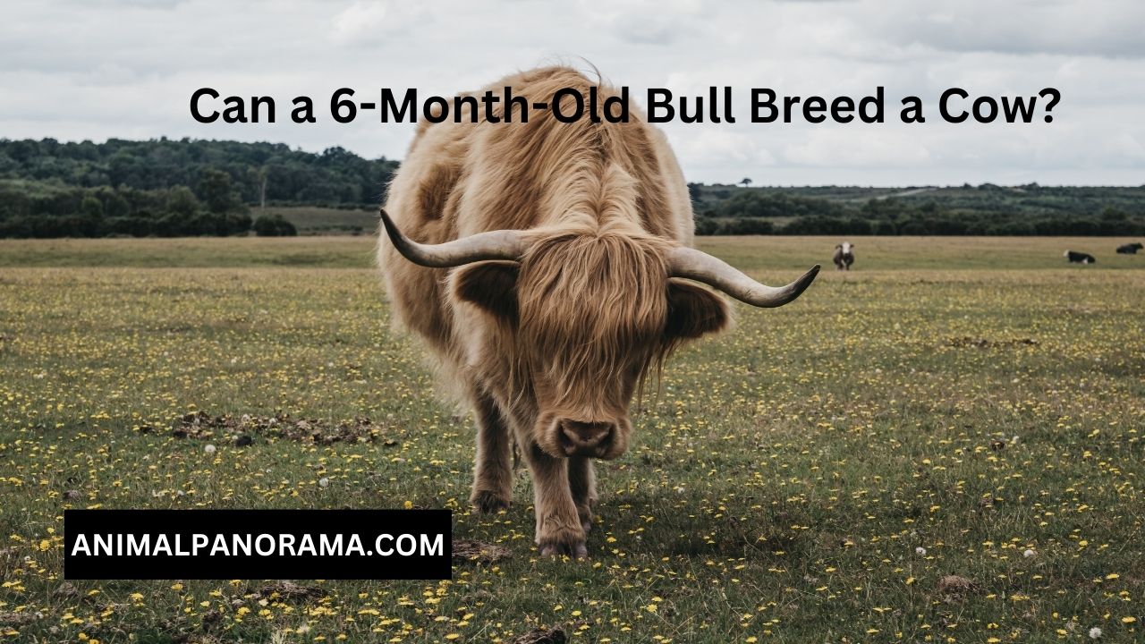 Can a 6-Month-Old Bull Breed a Cow