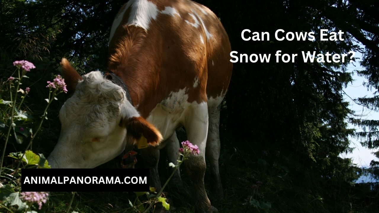 Do Cows Eat Flowers