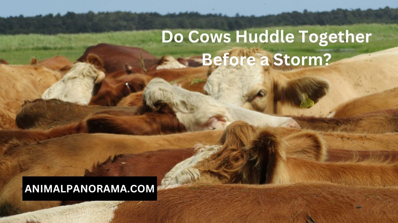 Do Cows Huddle Together Before a Storm