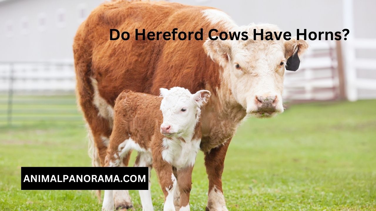 Do Hereford Cows Have Horns