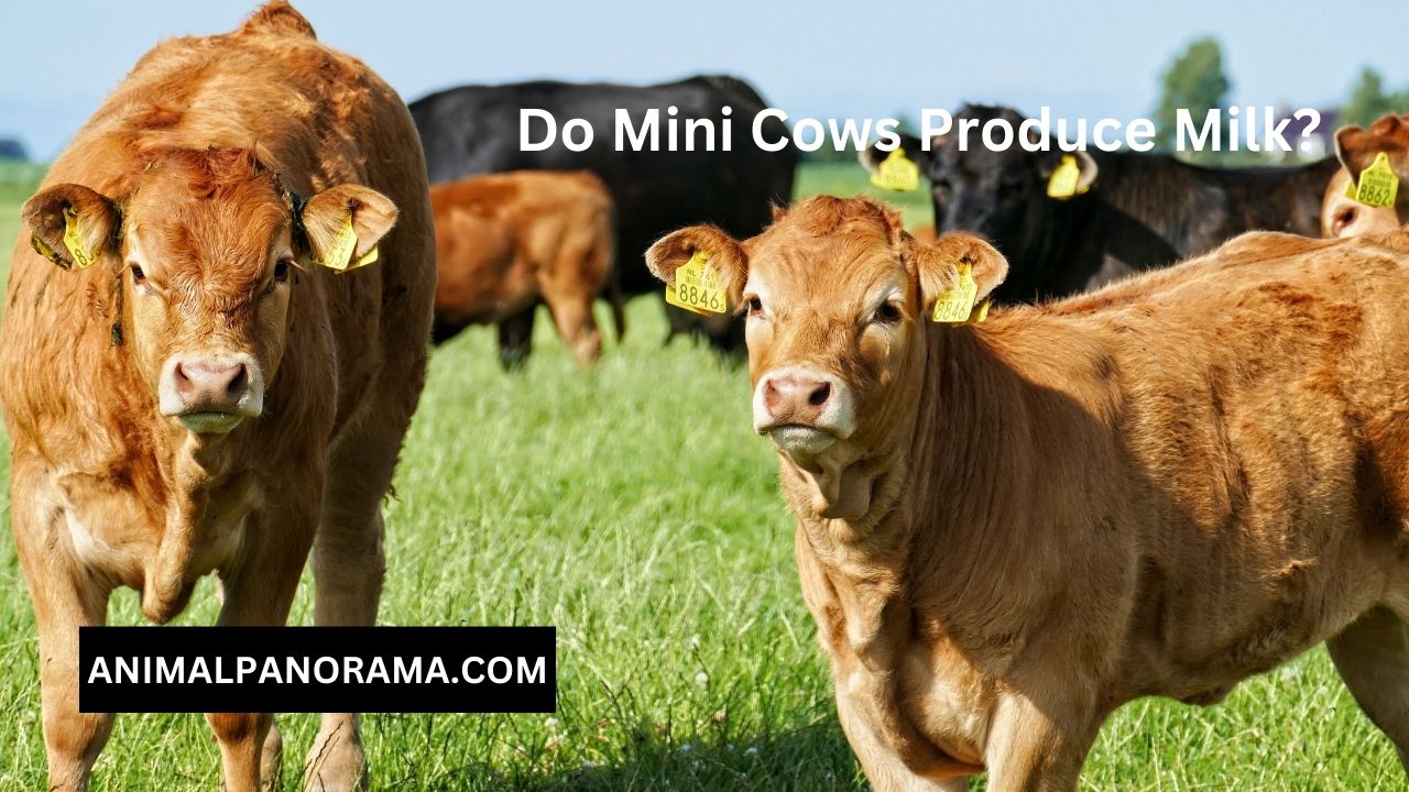 Do Mini Cows Produce Milk