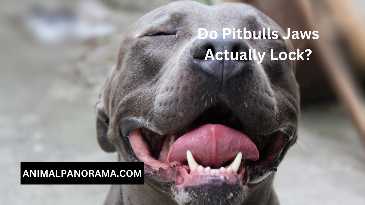 Do Pitbulls Jaws Actually Lock