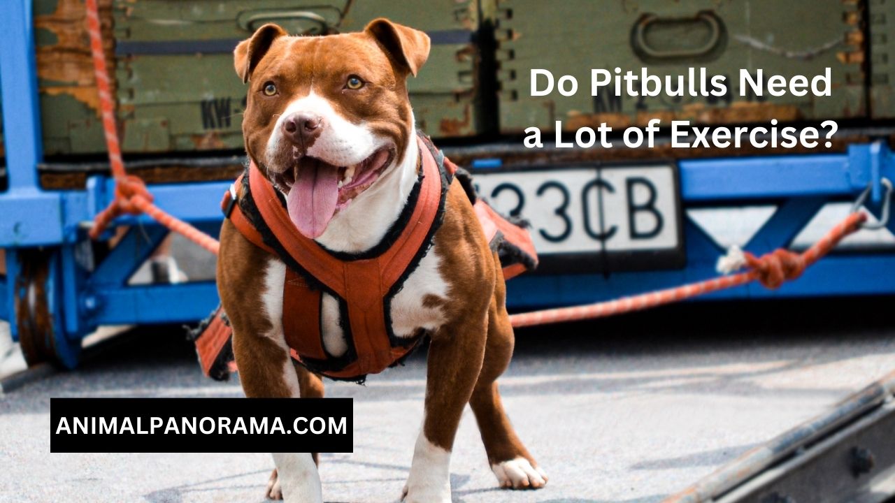 Do Pitbulls Need a Lot of Exercise