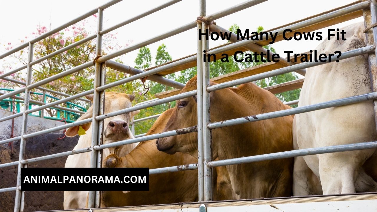 How Many Cows Fit in a Cattle Trailer