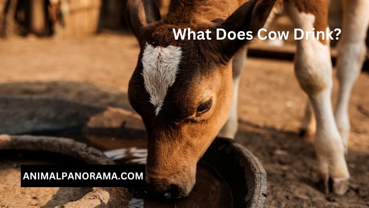 What Does Cow Drink