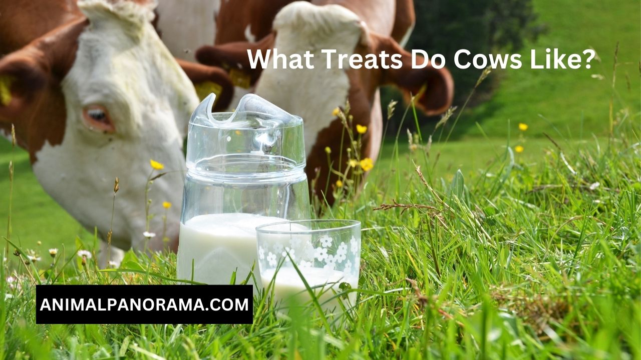 What Treats Do Cows Like