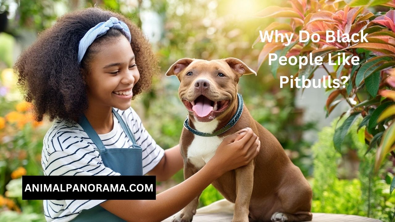 Why Do Black People Like Pitbulls