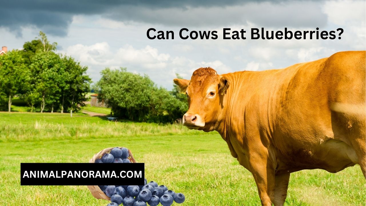 Can Cows Eat Blueberries