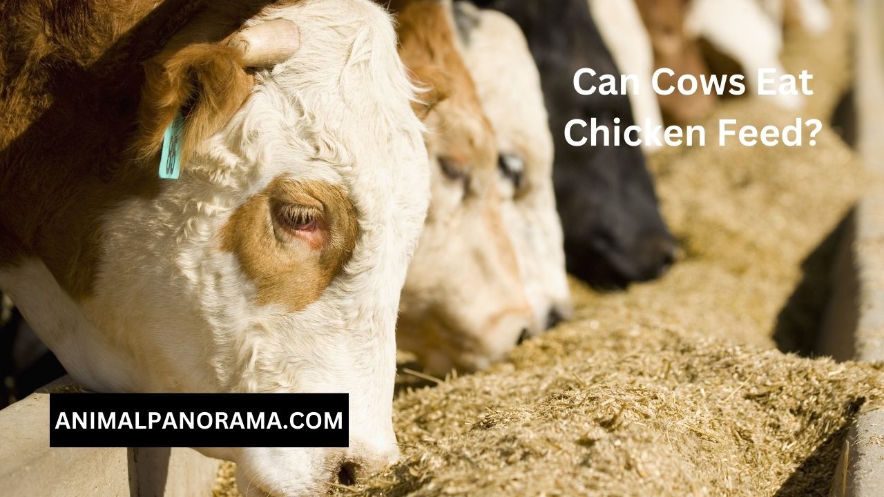 Can Cows Eat Chicken Feed