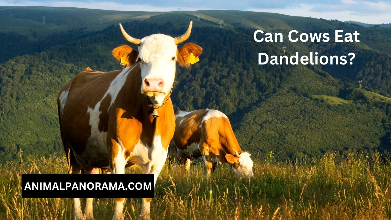 Can Cows Eat Dandelions