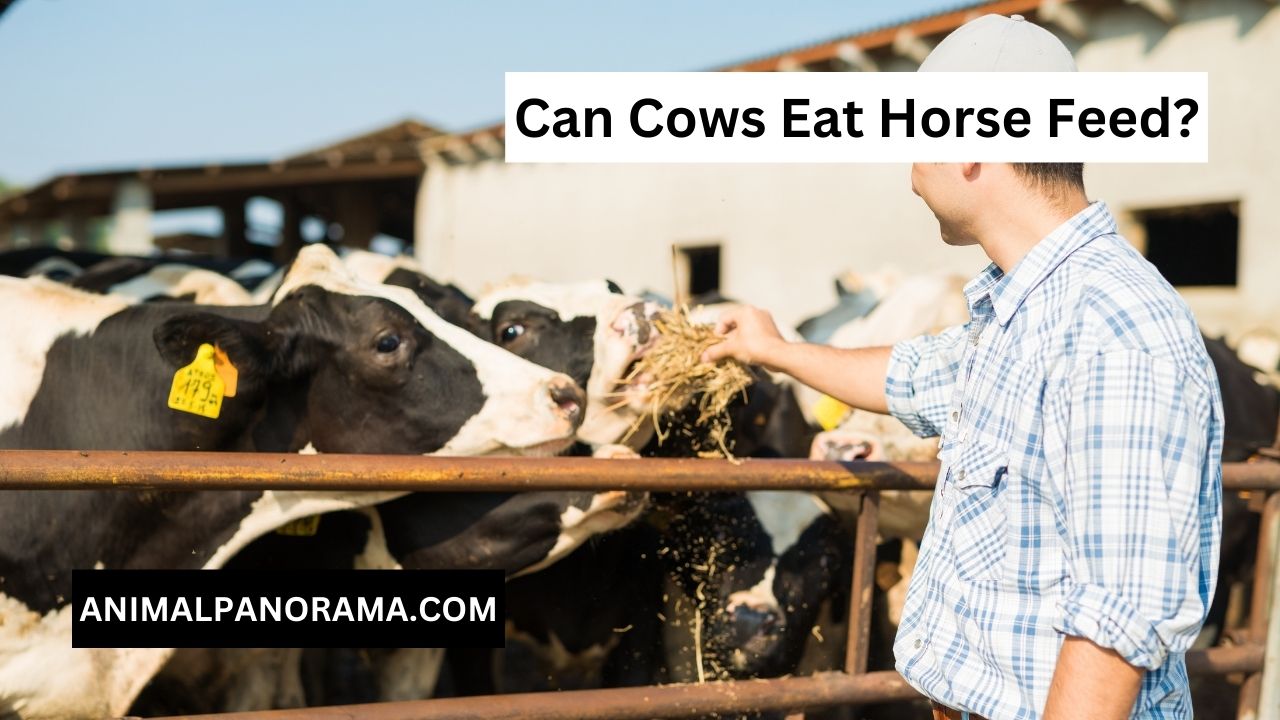 Can Cows Eat Horse Feed