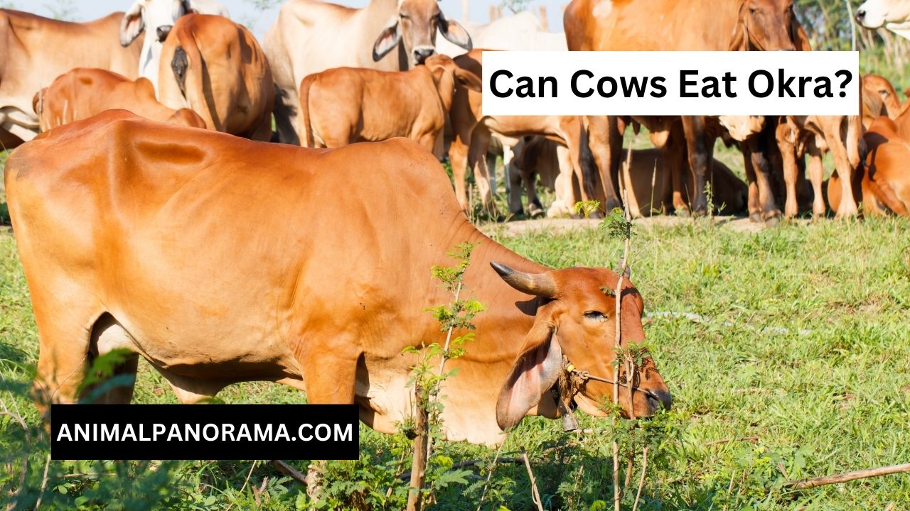 Can Cows Eat Okra