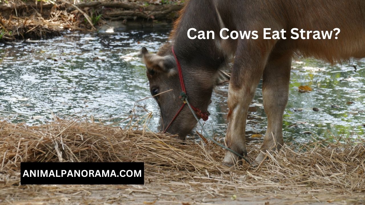 Can Cows Eat Straw