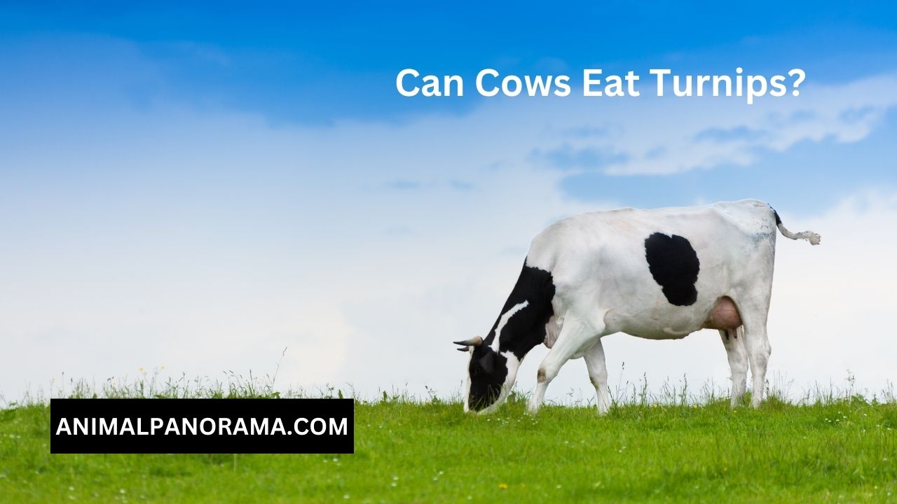 Can Cows Eat Turnips