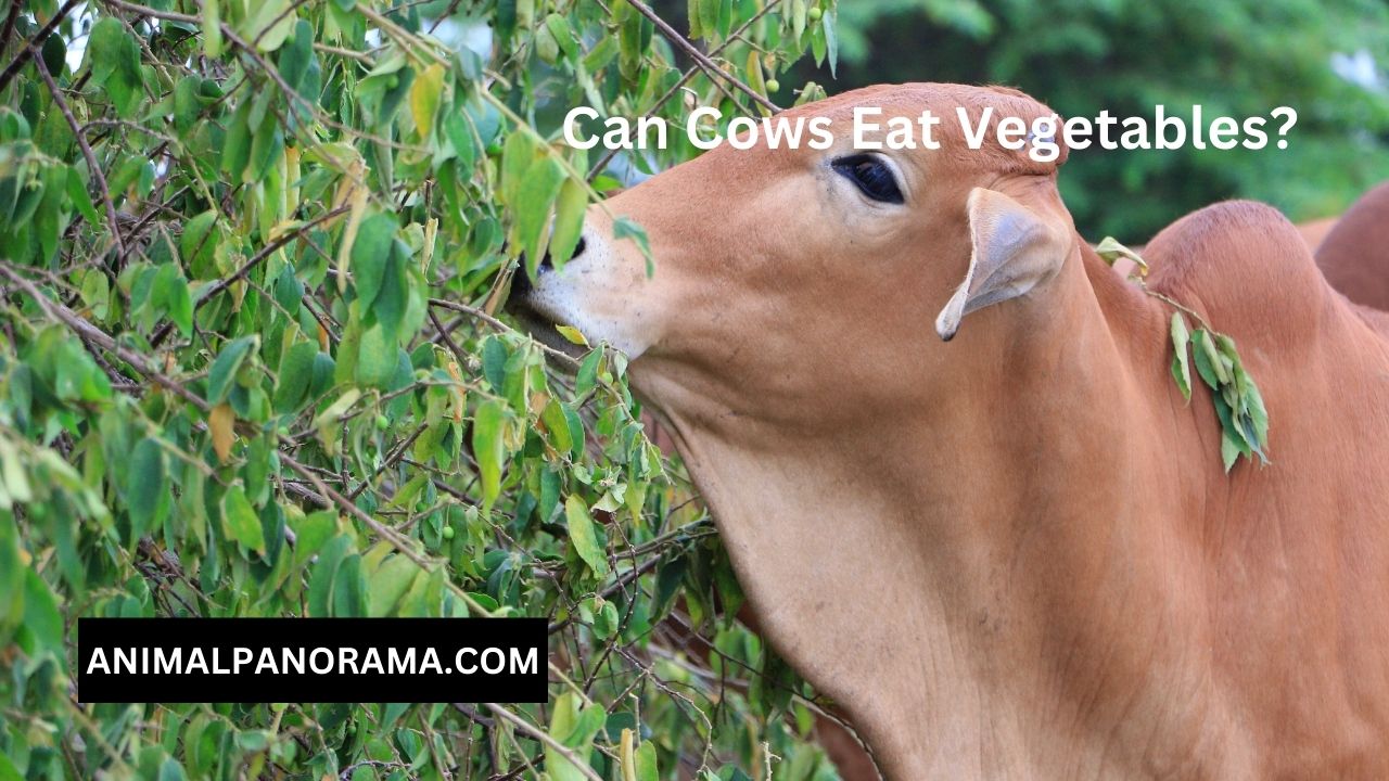 Can Cows Eat Vegetables