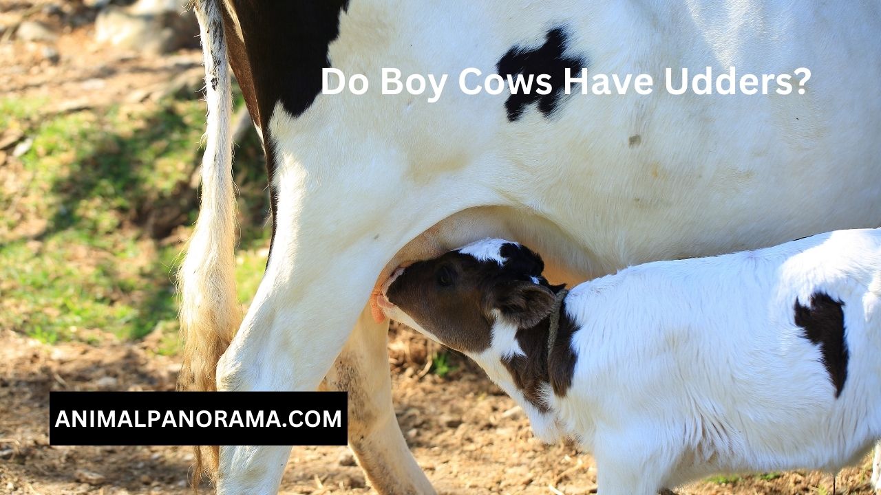 Do Boy Cows Have Udders