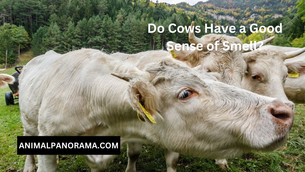 Do Cows Have a Good Sense of Smell