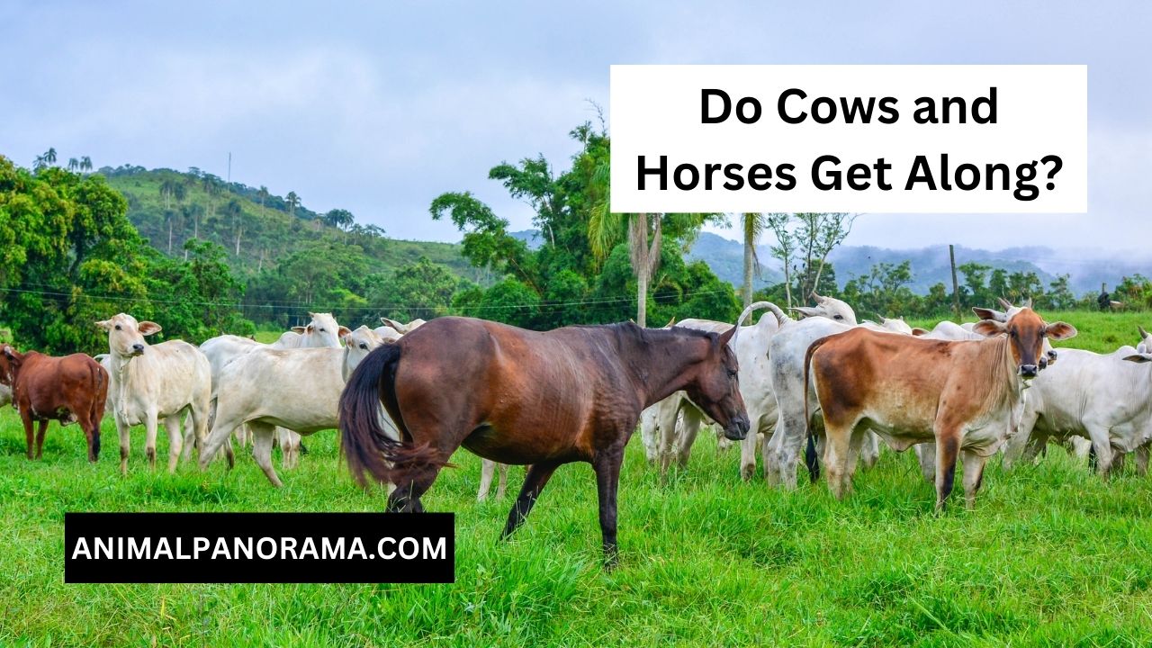 Do Cows and Horses Get Along