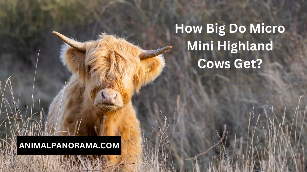 How Big Do Micro Mini Highland Cows Get