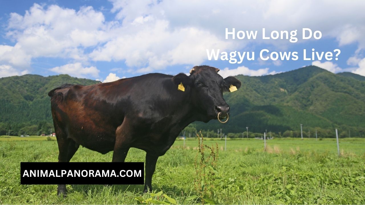 How Long Do Wagyu Cows Live