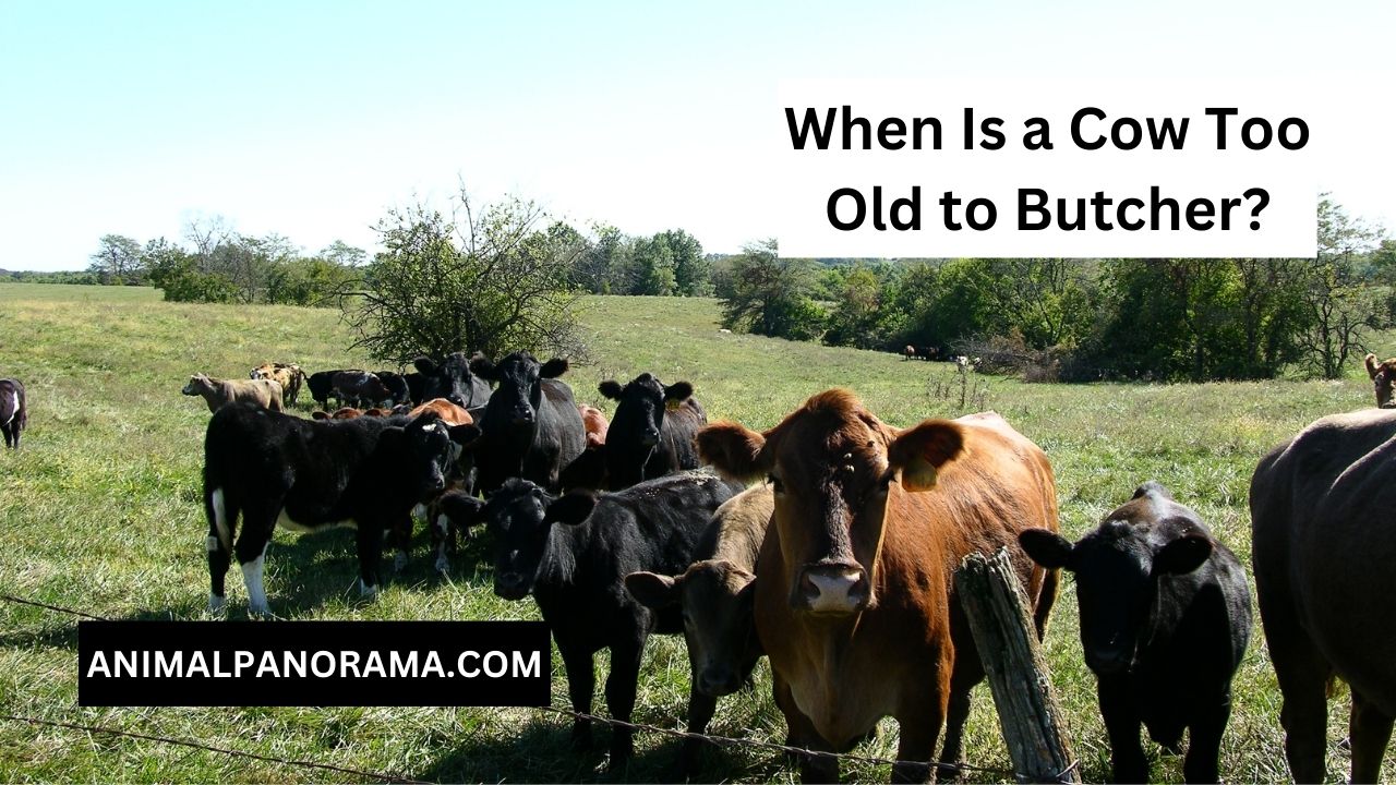 When Is a Cow Too Old to Butcher