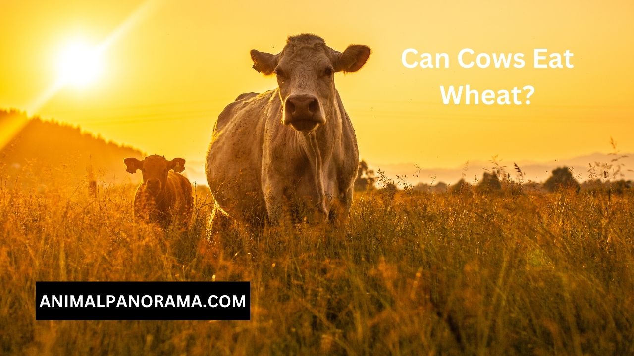 Can Cows Eat Wheat