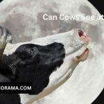 Can Cows See at Night