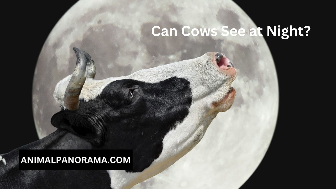 Can Cows See at Night