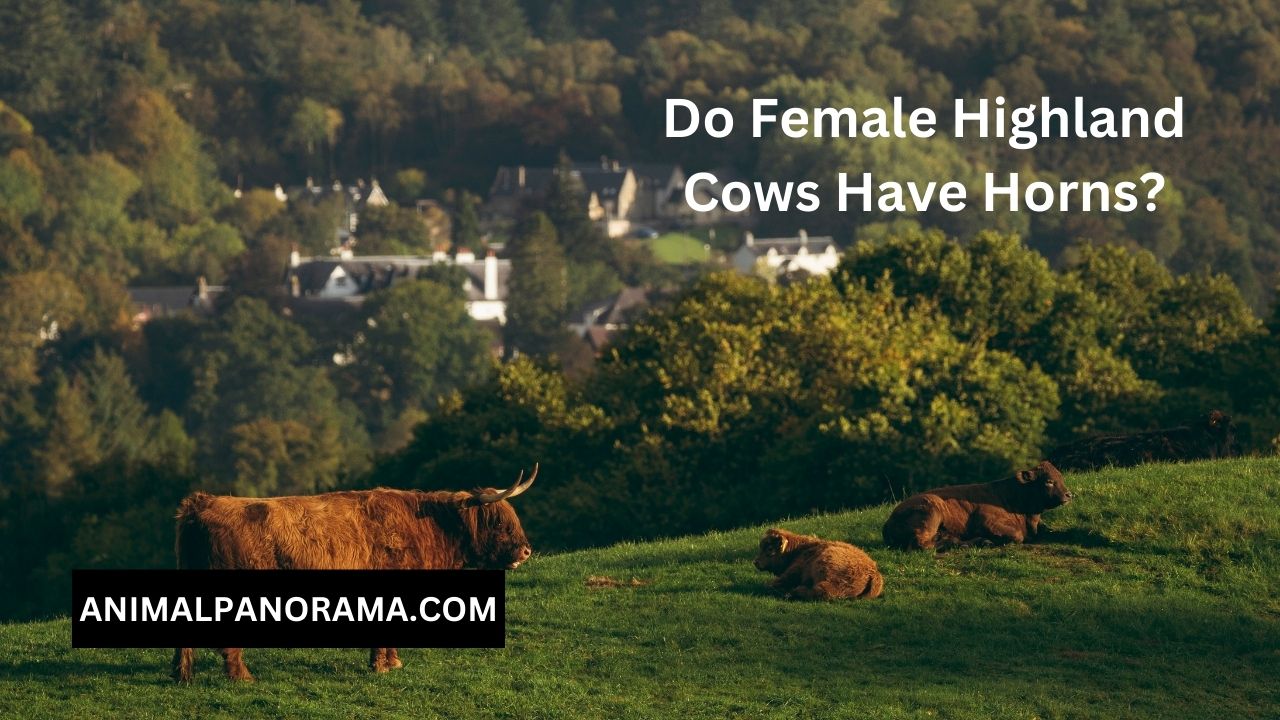 Do Female Highland Cows Have Horns