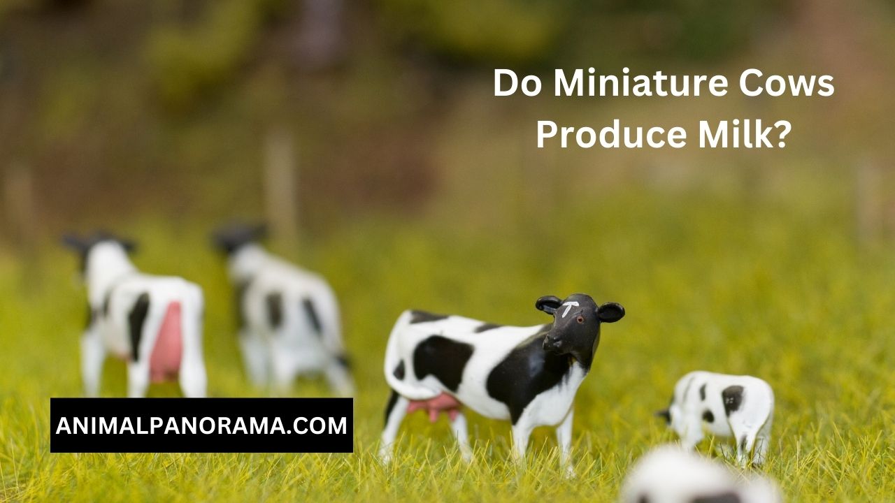 Do Miniature Cows Produce Milk