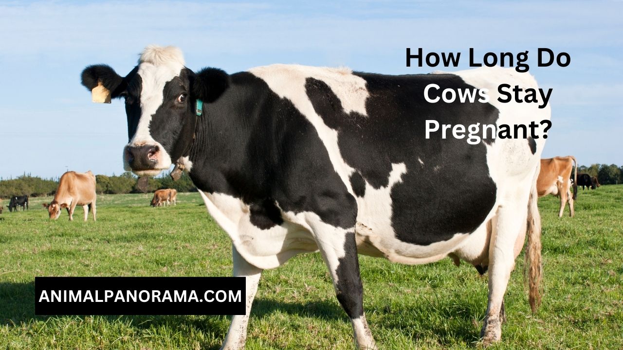 How Long Do Cows Stay Pregnant