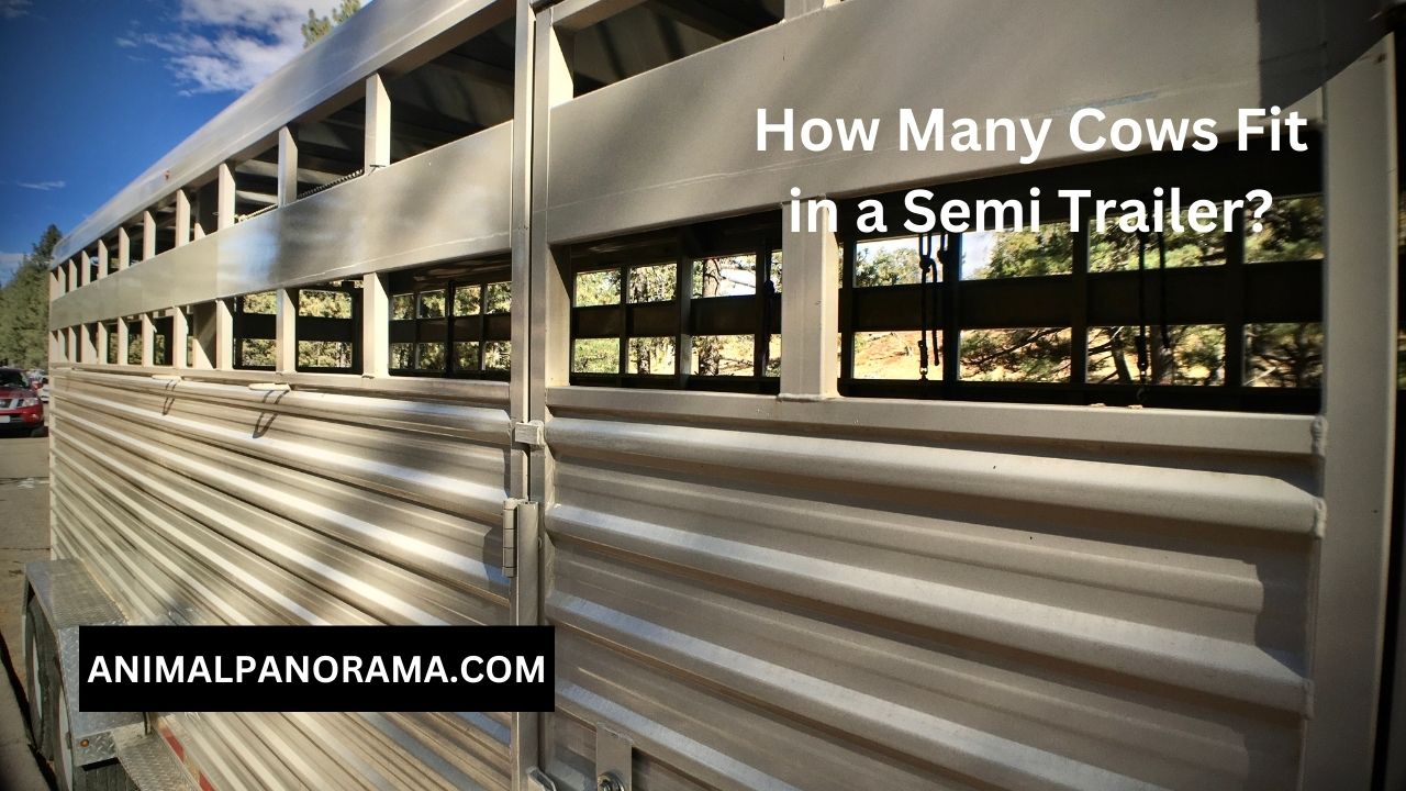 How Many Cows Fit in a Semi Trailer