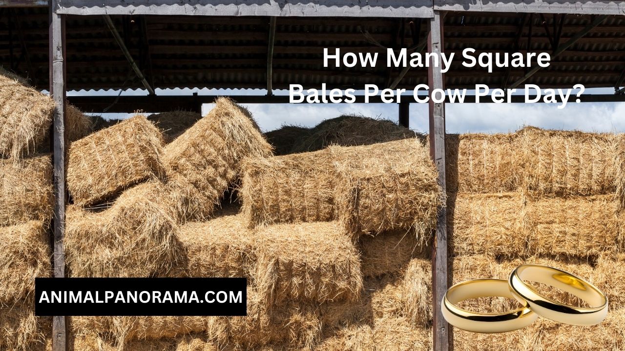 How Many Square Bales Per Cow Per Day