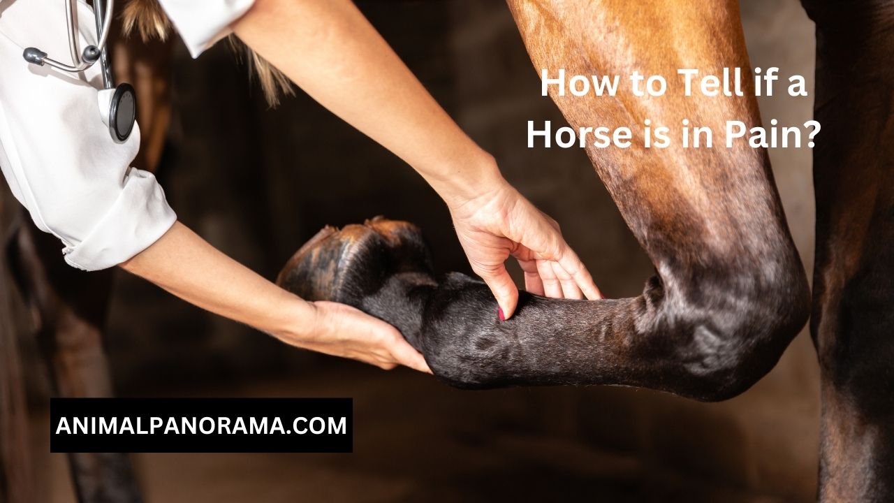 How to Tell if a Horse is in Pain