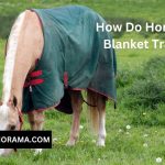 How Do Horses Get Blanket Trauma